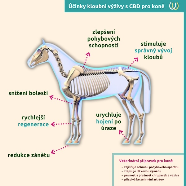 Účinky kloubní výživy pro koně 